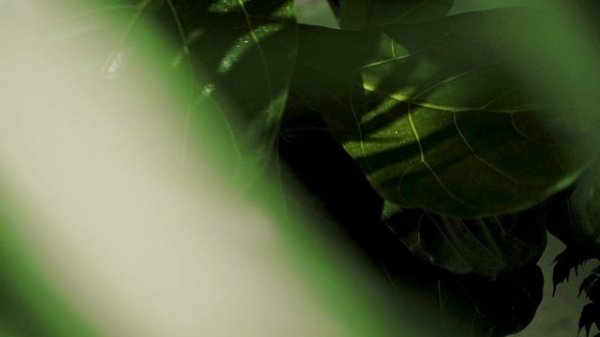 Terra Профессиональное интерьерное озеленение