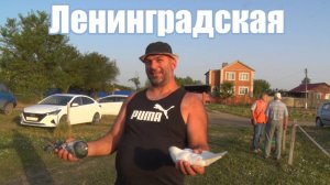 Птичий рынок. Ленинградская. [13.07.2025]