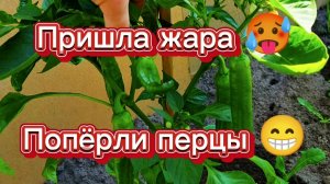 Перцы попёрли! Спасибо солнышку!🌞