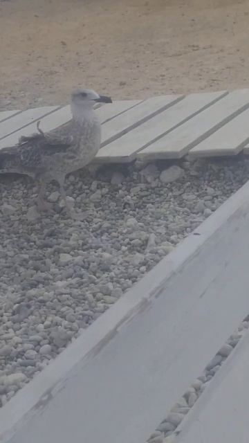 Чернобаева Людмила Павловна наблюдает за большой Чайкой на берегу пляжа. смотреть онлайн