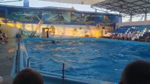 Посмотреть выступления дельфинов на берегу Азовского моря в Голубицкой