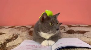 КОТИКИ В ШКОЛЕ-НОВЕНЬКИЙ