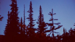 Моя Жизнь в Тайге - Медведи, Волки, Морошка, Деревня, Рыбалка, Боровики, Иван Чай.