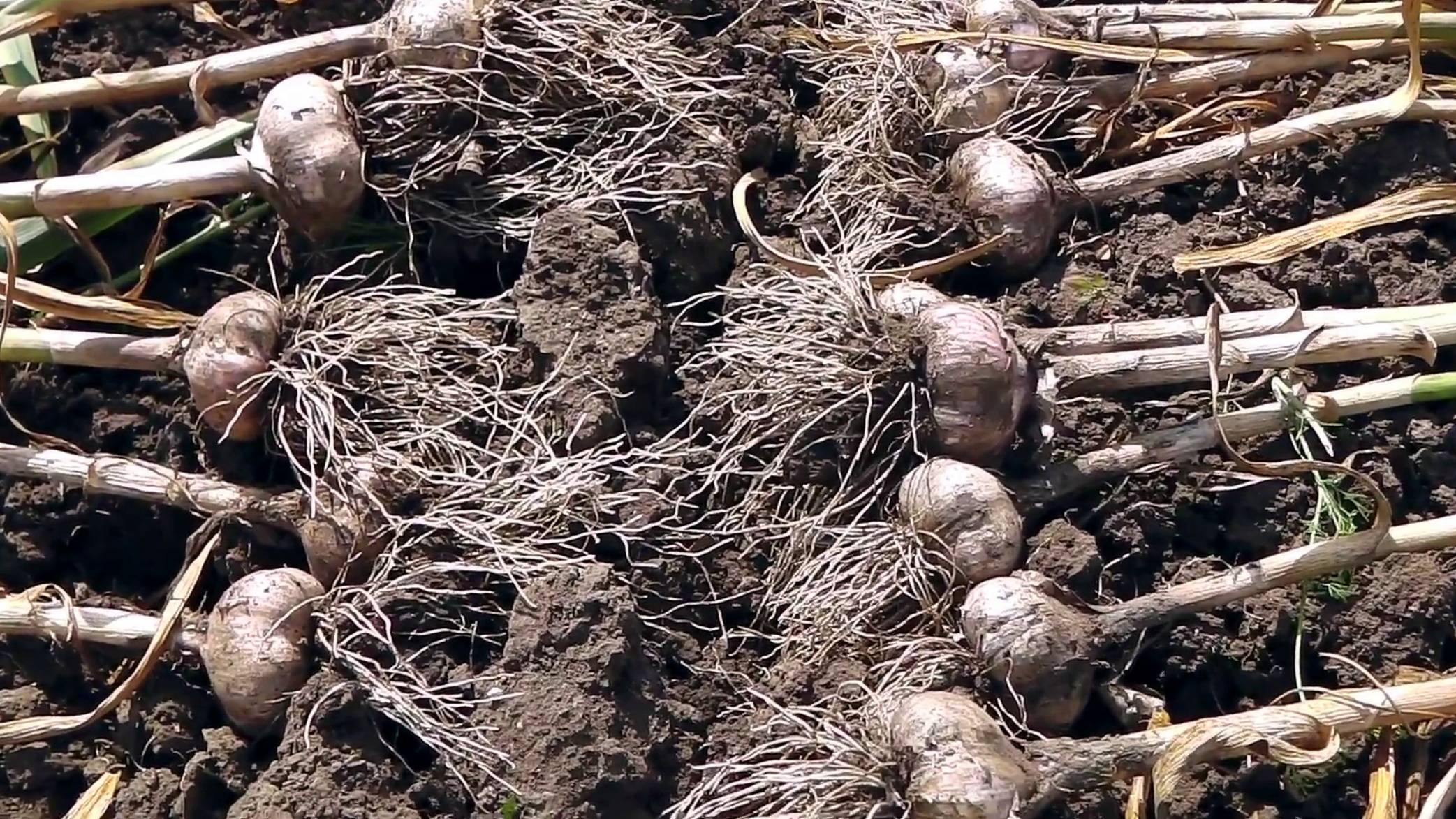 Когда копать чеснок? Благоприятные даты уборки чеснока по лунному календарю в июле 2025 года смотреть онлайн