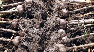 Когда копать чеснок? Благоприятные даты уборки чеснока по лунному календарю в июле 2025 года