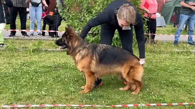 МОЛОДЫЕ СУКИ ДШ / КЧК ВОЛОГДА 5 июля`25 В.Киселева Моно немецких овчарок