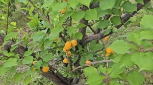 Абрикосы в Сибири. На участке Сергея Летуновского.