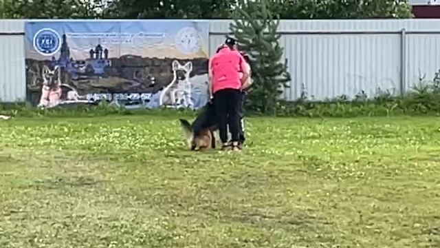 1 Отл. КЧК Steel Inside VOORHEES +++ №7. КЧК ВОЛОГДА 5 июля`25 Моно немецких овчарок