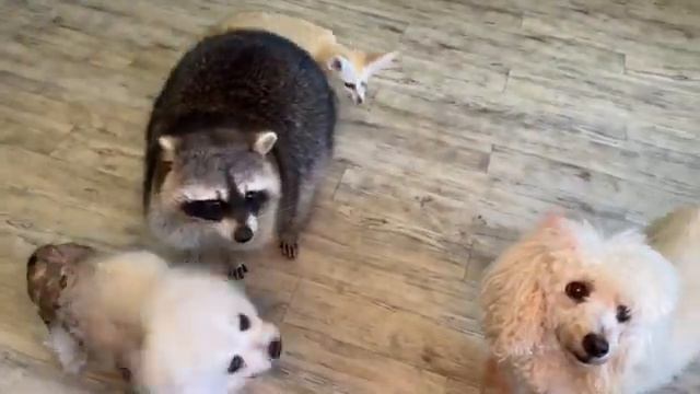 Какие витамины мы даем всем животным?