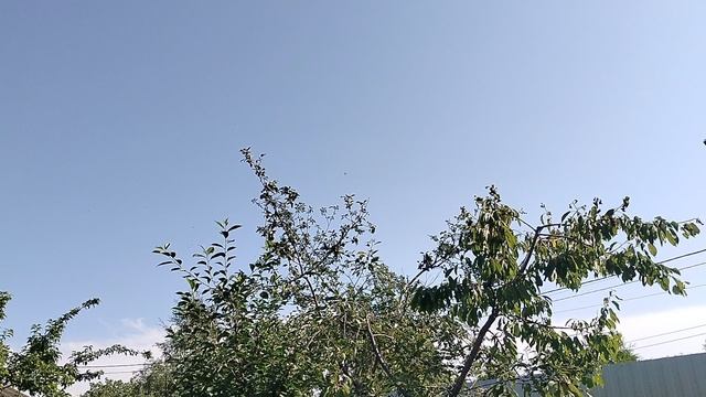 Птенцы в гнезде на нашем кедре в саду 2025 смотреть онлайн