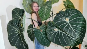 Филодендрон Глориозум. Часть 1