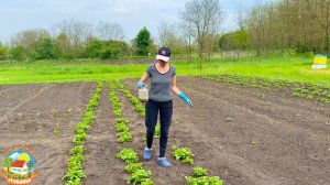 🟢Живём на глухом хуторе. Разметили место под веранду, работаем в огороде.