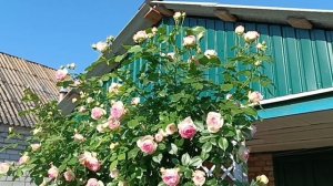 О розе Пьер Де Ронсар.