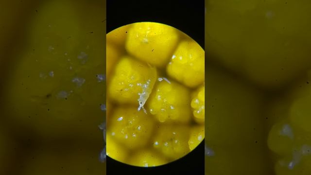 ромашка букашка