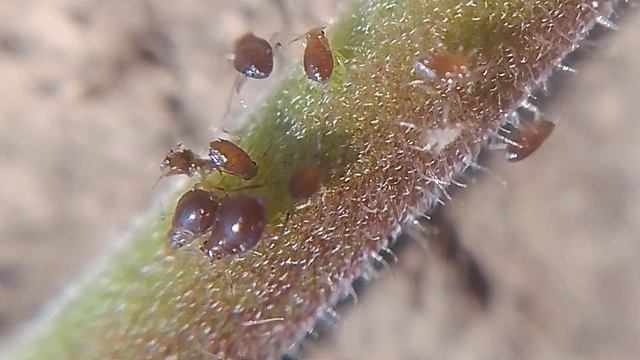 обычная тля