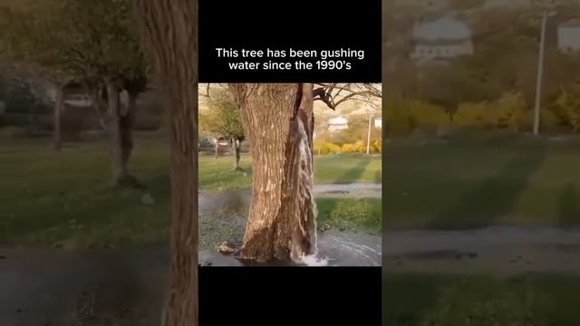 Посмотрите, что они (захватчики) сделали с Райскими Садами... смотреть онлайн