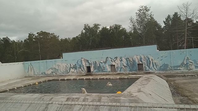 Белый медведи купаются