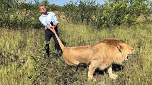 Тот самый день, мы выпускаем молодых львов, один из которых очень злой остается в вольере…