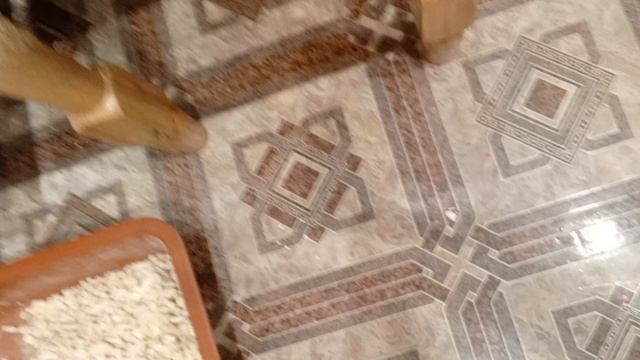 рякция кошки на кошачью мяту смотреть онлайн