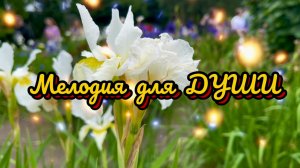 Мелодия для души, музыка для вашего отдыха и прекрасные ирисы