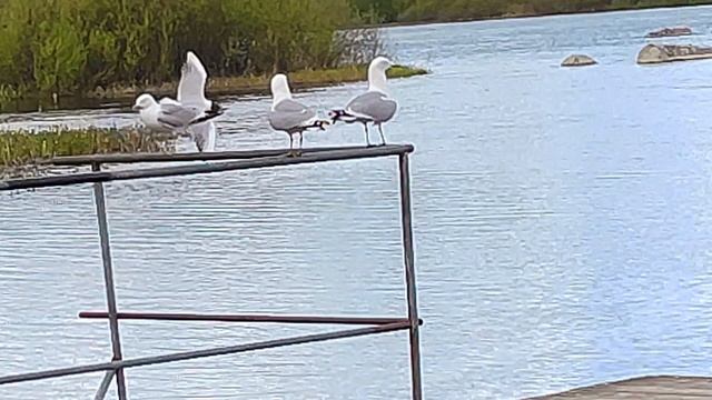 Приозерск. Разлив Вуоксы, чайки смотреть онлайн