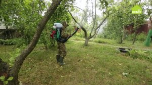 РАБОТЫ В САДУ. Как защитить плодовые деревья от гусениц