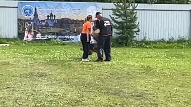 2 Отл. Gross Erfolg MAJRA +++ №18. КЧК ВОЛОГДА 5 июля`25 Моно немецких овчарок