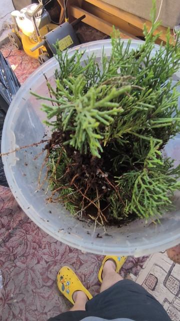 Можжевельник Горизонтальный Олд Голд пересадка укоренившихся черенков смотреть онлайн