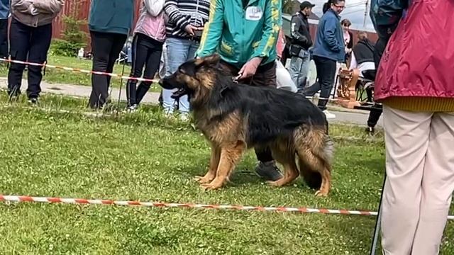 ПОДРОСТКИ КОБЕЛИ ДШ / КЧК ВОЛОГДА 5 июля`25 В.Киселева Моно немецких овчарок