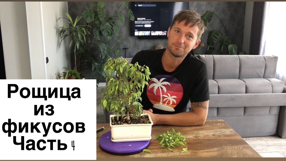 Рощица из Фикусов Часть 4 Обрезка. Коротко об уходе смотреть онлайн
