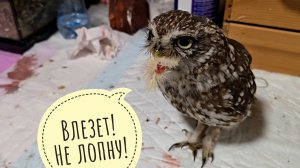 Ночной перекус маленькой совы. Сыч Лучик и ночной дожор