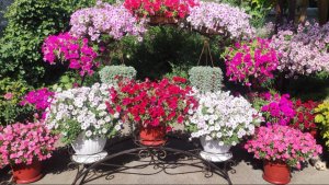 Никаких стрижек петунии летом. чем лучше всего удобрять петунии для обильного цветения на весь сезон