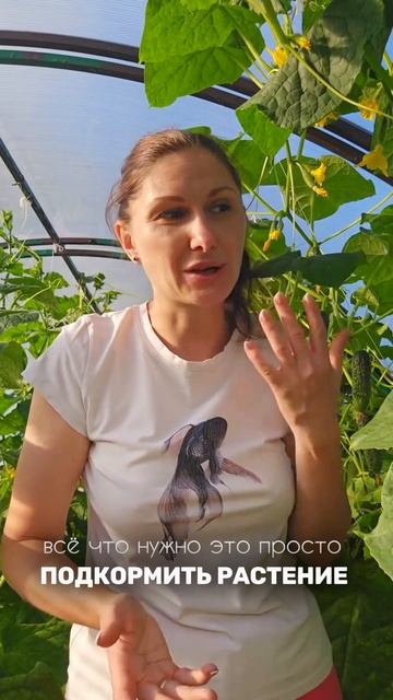 Советы по уходу за огурцами с желтеющими и опадающими завязями смотреть онлайн