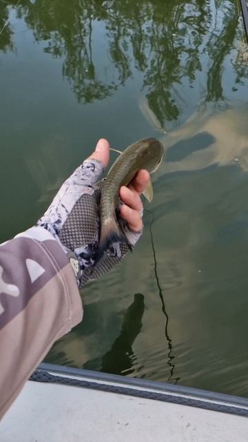 Голавлик пошел домой! Рыбалка на Дону. Поймал отпусти. #фишмир #рыбалка #поймалотпусти смотреть онлайн