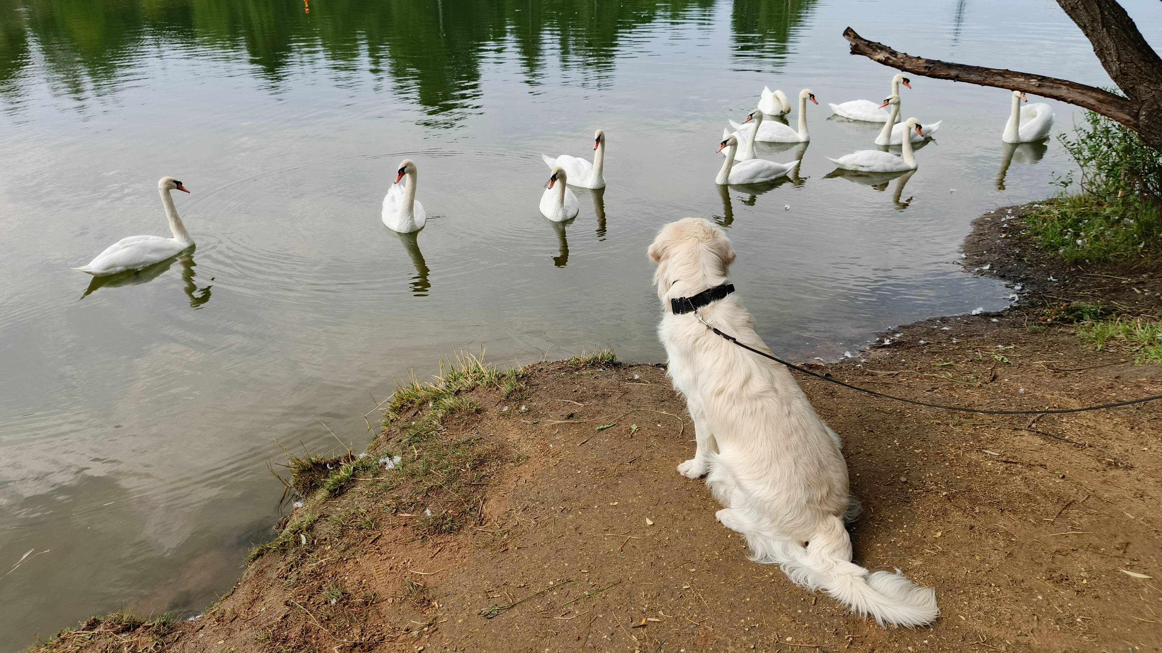 Лебединое озеро