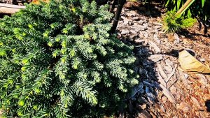 Сад редких хвойных! Обзор! Редчайшая Новинка!🔥10.07.2025г #сад #garden #хобби #обзор