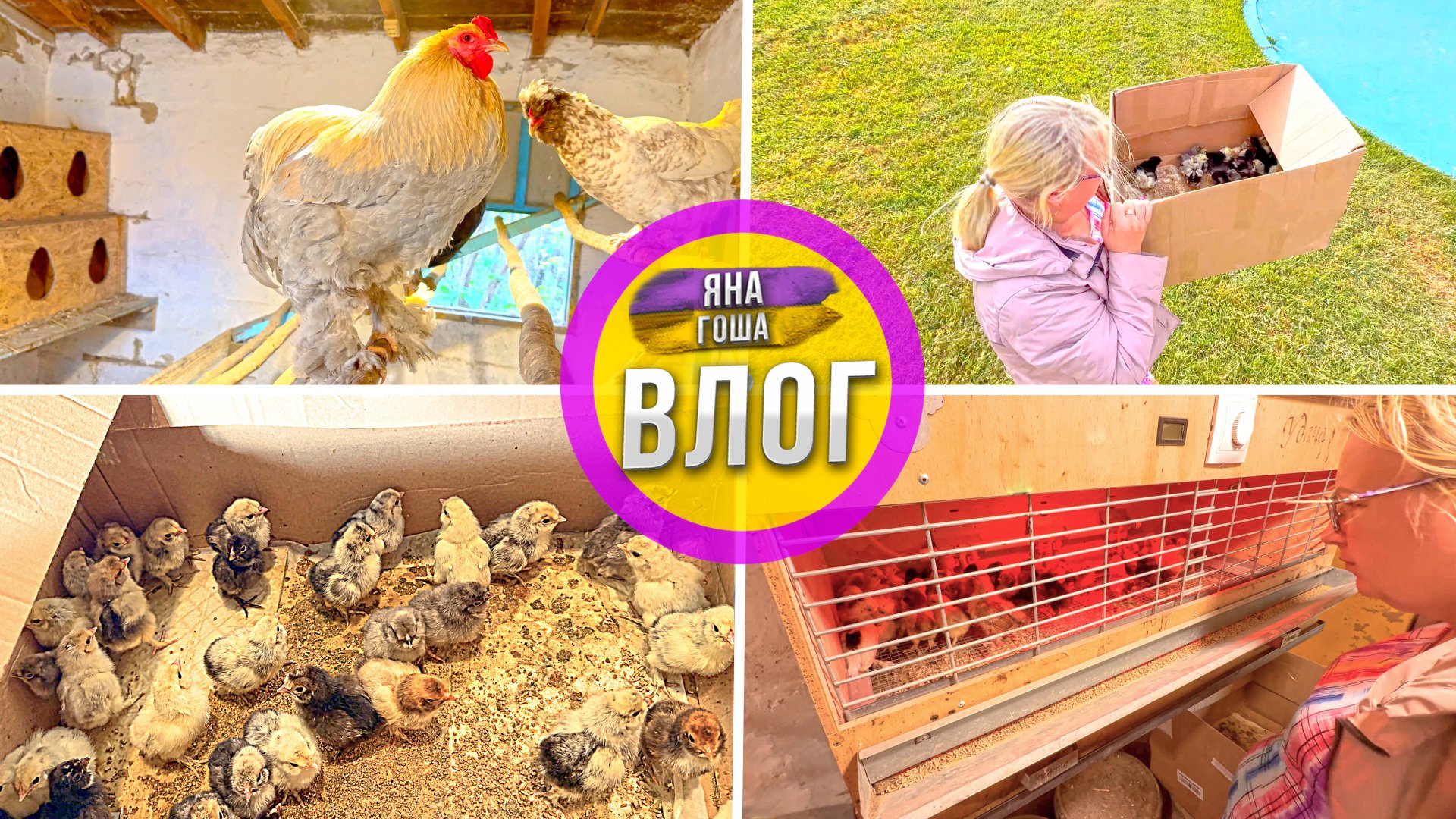 Птичий влог: ЦЫПЛЯТА, петухи, курочки, индюки... даже ЛАСТОЧКИ! Переводим цыплят в брудер! смотреть онлайн