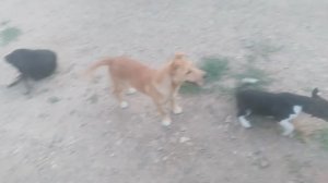 Пёс 6 сезон video_2025-03-03_09-58-40