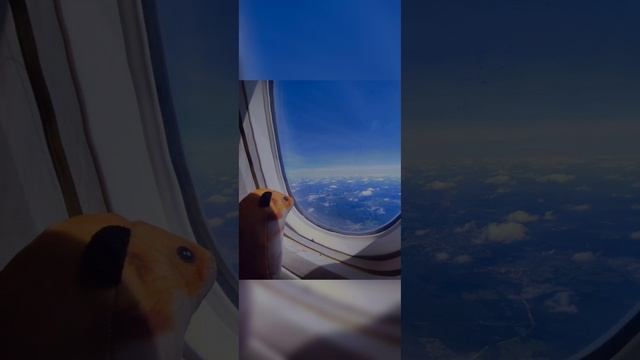 Фонк INFERNAL (хомяш) смотреть онлайн