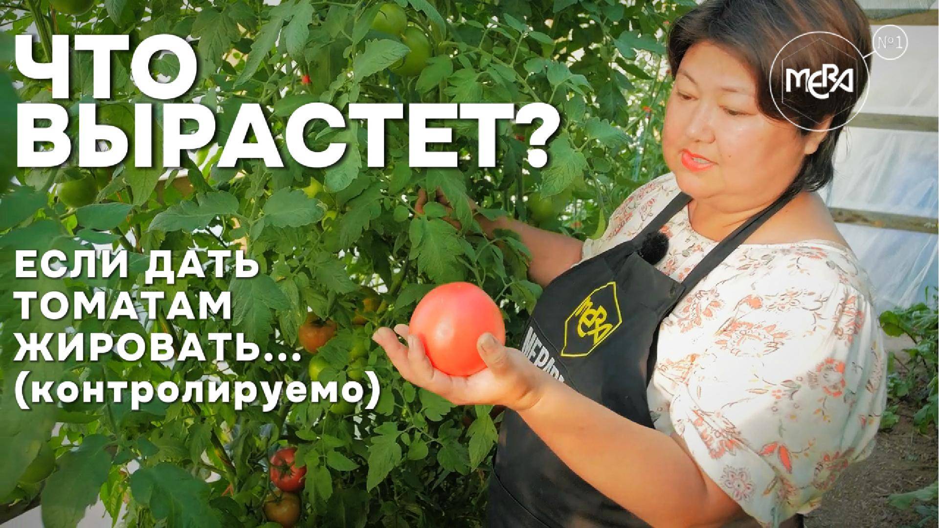 Так ли опасно жирование томатов на ранних стадиях плодоношения?