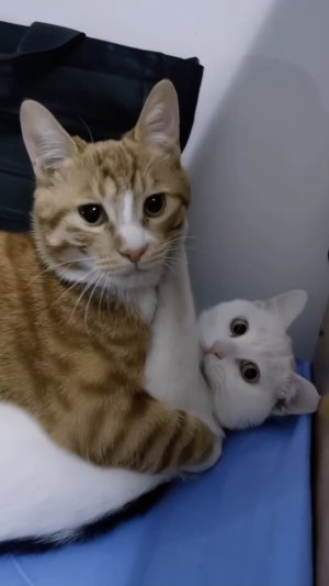 А чё такого? Кото любовь 😻