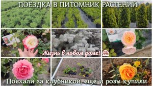 #131 Поездка в питомник растений. Поехали за клубникой, ещё и розы купили. ЖИЗНЬ В НОВОМ ДОМЕ! 🏡