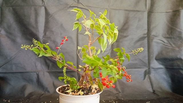 √6 фикус 133 (Бонсай)