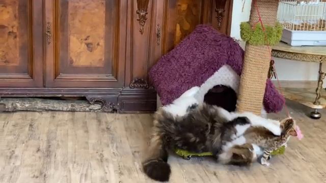 Собака Терри