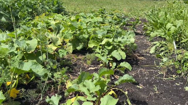 Залила плитку, сделала огурцы на зиму. Летний сезон в разгаре смотреть онлайн