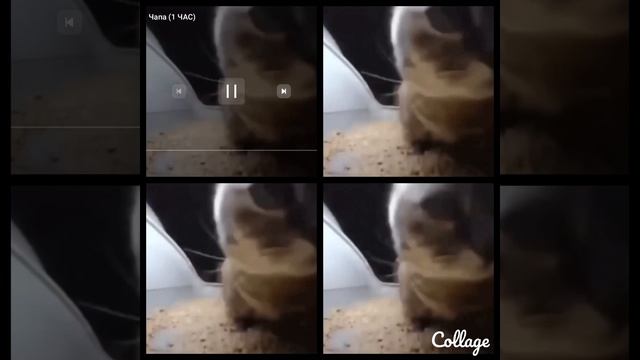 чипи чипи чапа чапа смотреть онлайн