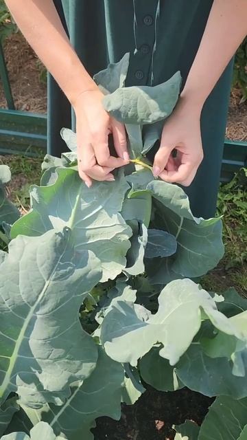 Обязательно сделайте это, чтобы брокколи не ушла в цвет! смотреть онлайн