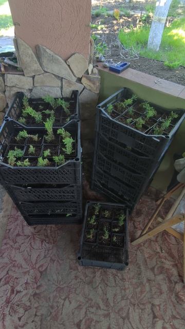 Пересадка Можжевельника Вилтони смотреть онлайн