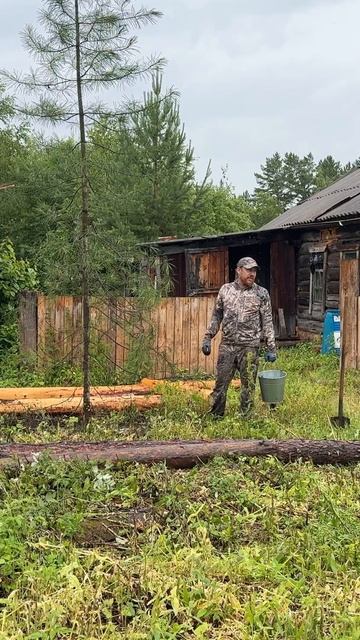 Переселение молодого кедра на дедовский дом смотреть онлайн