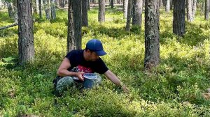 Черника 2025. Сбор лесных ягод